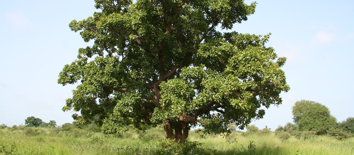 albero burro di karité provenienza